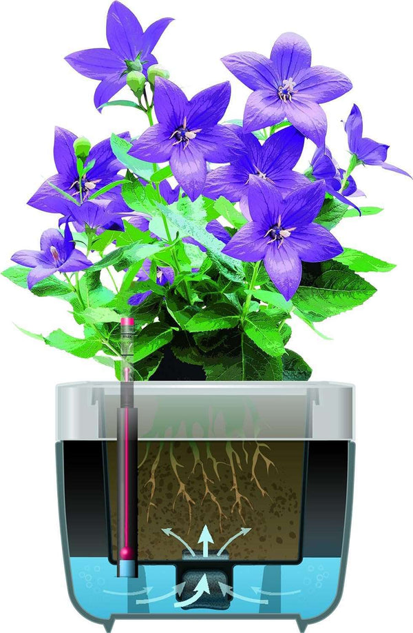 Emsa 506734 flower Pot- MyBox, Pink- 75 cm - Made in Germany