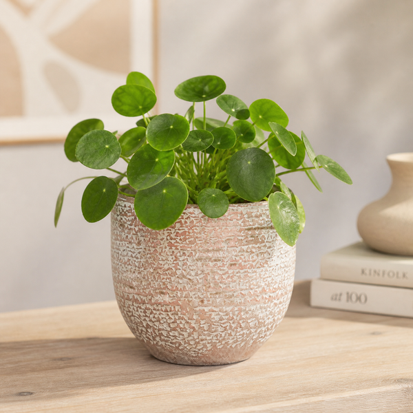 Mica Carrie Copper Metallic Plant Pot - Large, Small