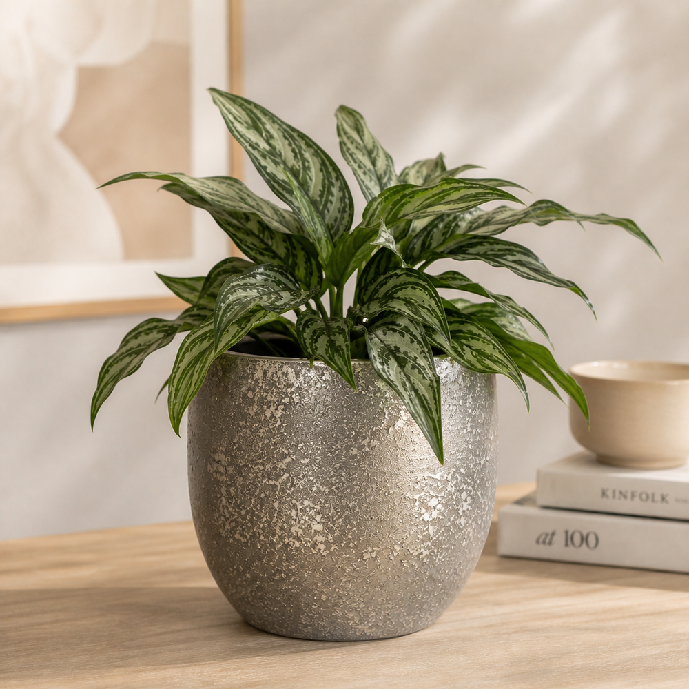 Mica Carrie Round Black Rustic Plant Pot -Medium or Small