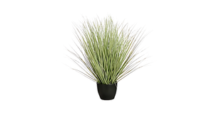 Grass Green in Plastic Pot