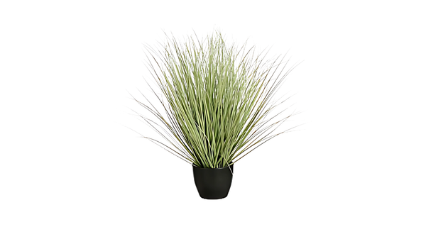 Grass Green in Plastic Pot